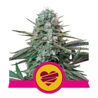 Royal Queen Seeds Wedding Crasher USA Premium - feminizada