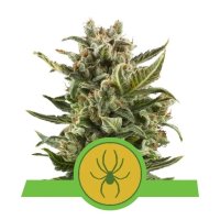 Royal Queen Seeds White Widow Auto - feminizada