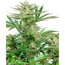 Sensi Seeds Research Malibu OG Gold - féminisé