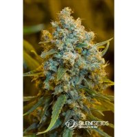 Silent Seeds Critical Jack - feminined