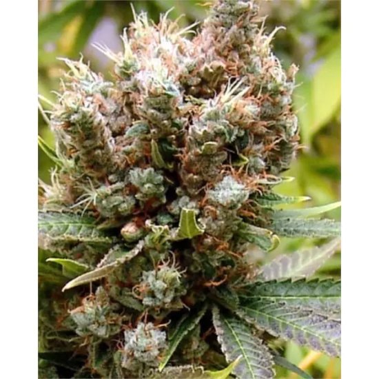 Sema Seeds Somalicious - féminin