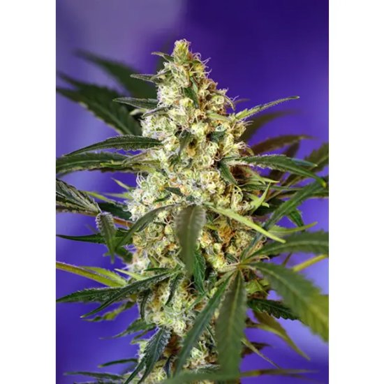 Sweet Seeds Fast Bud #2 auto - feminised