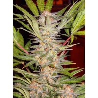 Sweet Seeds S.A.D. Sweet Afghani Delicious S1 - feminised
