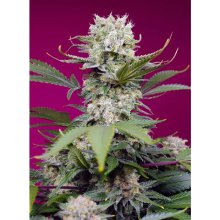Semillas Dulces Mandarina Zkittlez XL Auto - feminizada