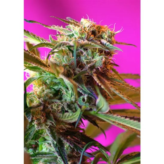 Semillas Dulces Rosa Salvaje - feminizada