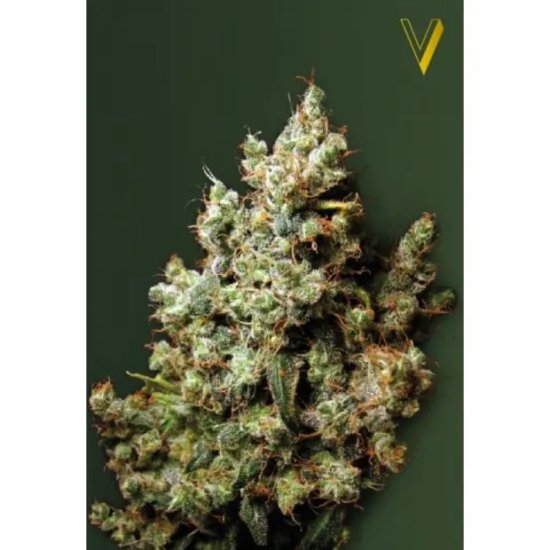 Victory Seeds Northern Light - féminisé