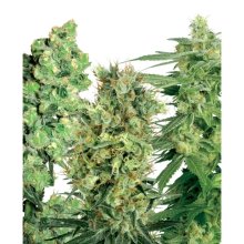 Etiqueta blanca Sativa Mix - feminizada