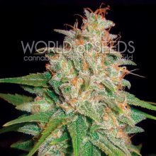 Mundo de las semillas Mazar X White Rhino Medical - feminizada