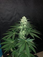 (Bild für) Purple Punch Auto Feminised Seeds
