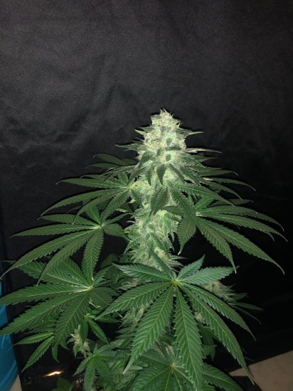 (Bild für) Purple Punch Auto Feminised Seeds