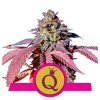 Purple Queen Feminised - Royal Queen Seeds