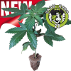 Auto Seedlings - Auto Purple Punch - Seedstockers