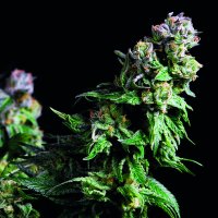 Purple Urkle Feminised - Pyramid Seeds