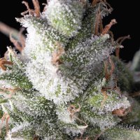 Ramses Automatic Feminised - Pyramid Seeds