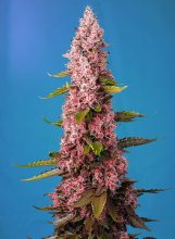 (image for) BULK Seeds - Red Hot Cookies – Sweet Seeds