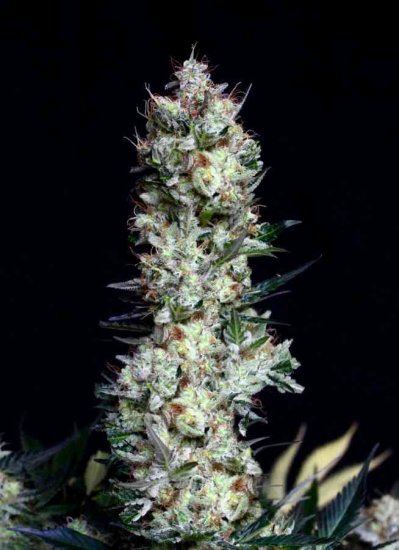 Absolute Cannabis Seeds - Rittus Haze - feminised Click image to close