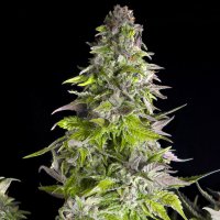 Romulan Feminised - Pyramid Seeds