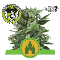 Royal Kush Automatic Feminised - RQS