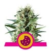 Royal Cookies Feminised - Royal Queen Seeds