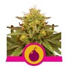Royal Domina Feminised - Royal Queen Seeeds