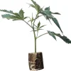 (image for) Cannabis Clones Runtz Layer Cake – Barneys Farm