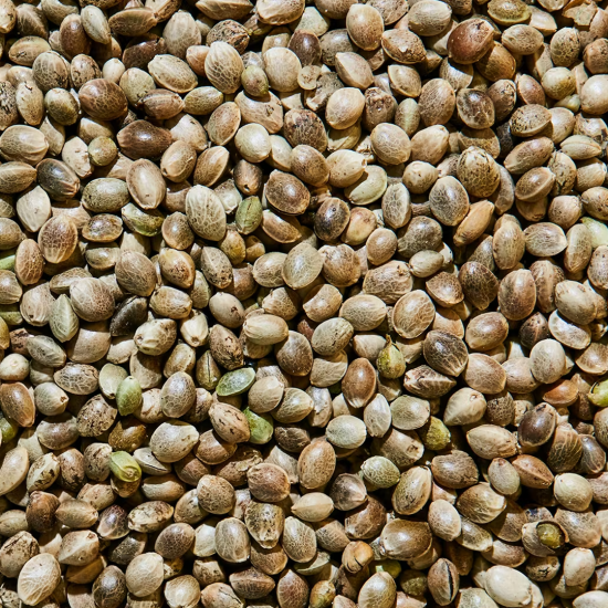 (Bild für) Gratis Free Seed (Wert 10 €)