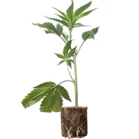 Boutures de cannabis Sensi Star – Paradise Seeds