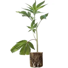 (Bild für) Hanfstecklinge Sensi Star – Paradise Seeds