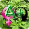 AUTOFLOWERING