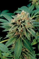 Shark Attack Feminised - Dinafem Seeds