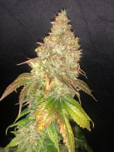 (Bild für) Shiskaberry Feminised Seeds