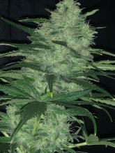 (Bild für) ShotGun Auto Feminised Seeds