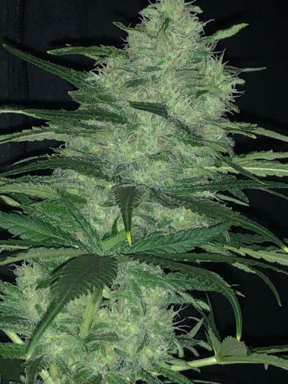 (Bild für) ShotGun Auto Feminised Seeds
