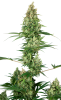 Silver Fire Feminised - Sensi Seeds