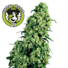 Skunk #1 Feminised - White Label Seeds