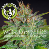 Skunk 47 Feminised - World of Seeds