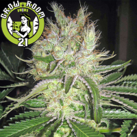 Smile Feminised - Kannabia Seed Company
