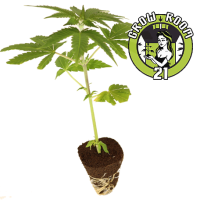 Somango - Soma Seeds