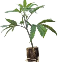 Boutures de cannabis Somango – Soma Seeds