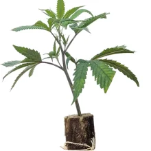 (Bild für) Hanfstecklinge Somango – Soma Seeds