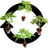 Mezcla de variedades de esquejes de cannabis