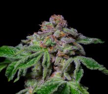 (Bild für) EXOTIC LINE - Sour Aloha Feminised Seeds
