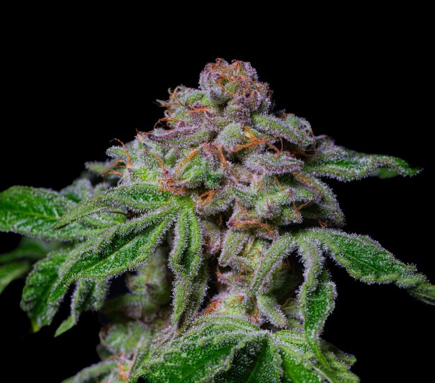(Bild für) EXOTIC LINE - Sour Aloha Feminised Seeds