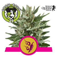 Speedy Chile (Fast Version) Feminised - RQS