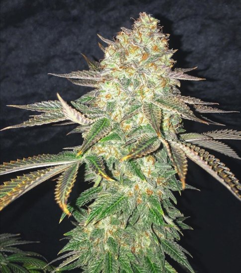 (Bild für) Spooky OG Feminised Seeds