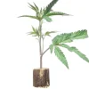 (Bild für) Hanfstecklinge Green Poison – Sweet Seeds