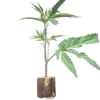 Esquejes de cannabis Green Poison – Sweet Seeds