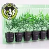 (image for) Hemp cuttings - Packaging 6er