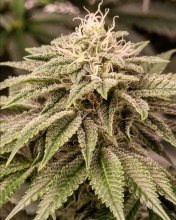 (Bild für) Sticky Gorilla Feminised Seeds