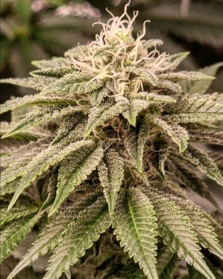 (Bild für) Sticky Gorilla Feminised Seeds